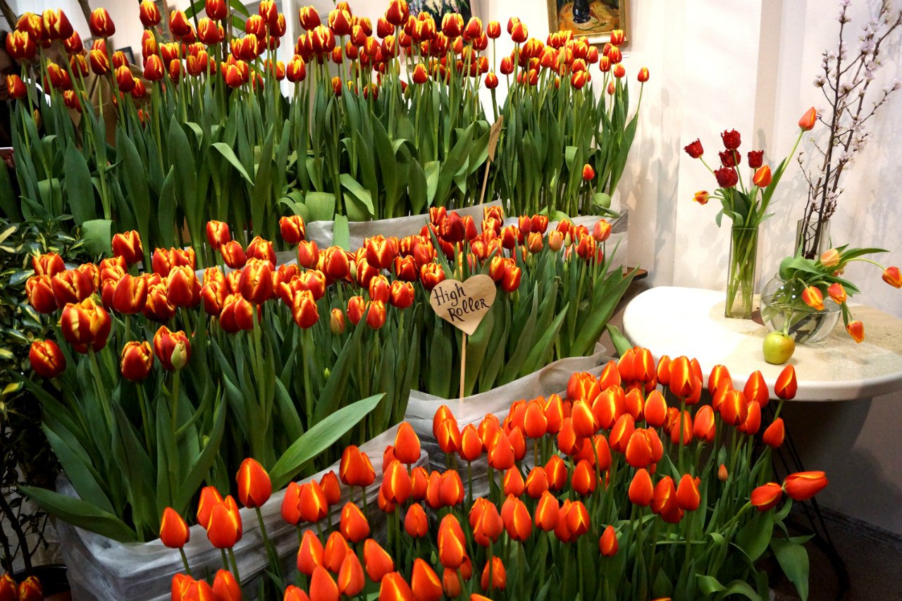 Выставка тюльпанов в Ботаническом саду в Санкт-Петербурге 2017
